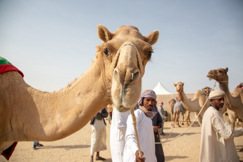 Meet the Camel Beauty Queens at Al Dhafra