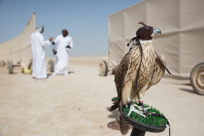 Falcons in the UAE