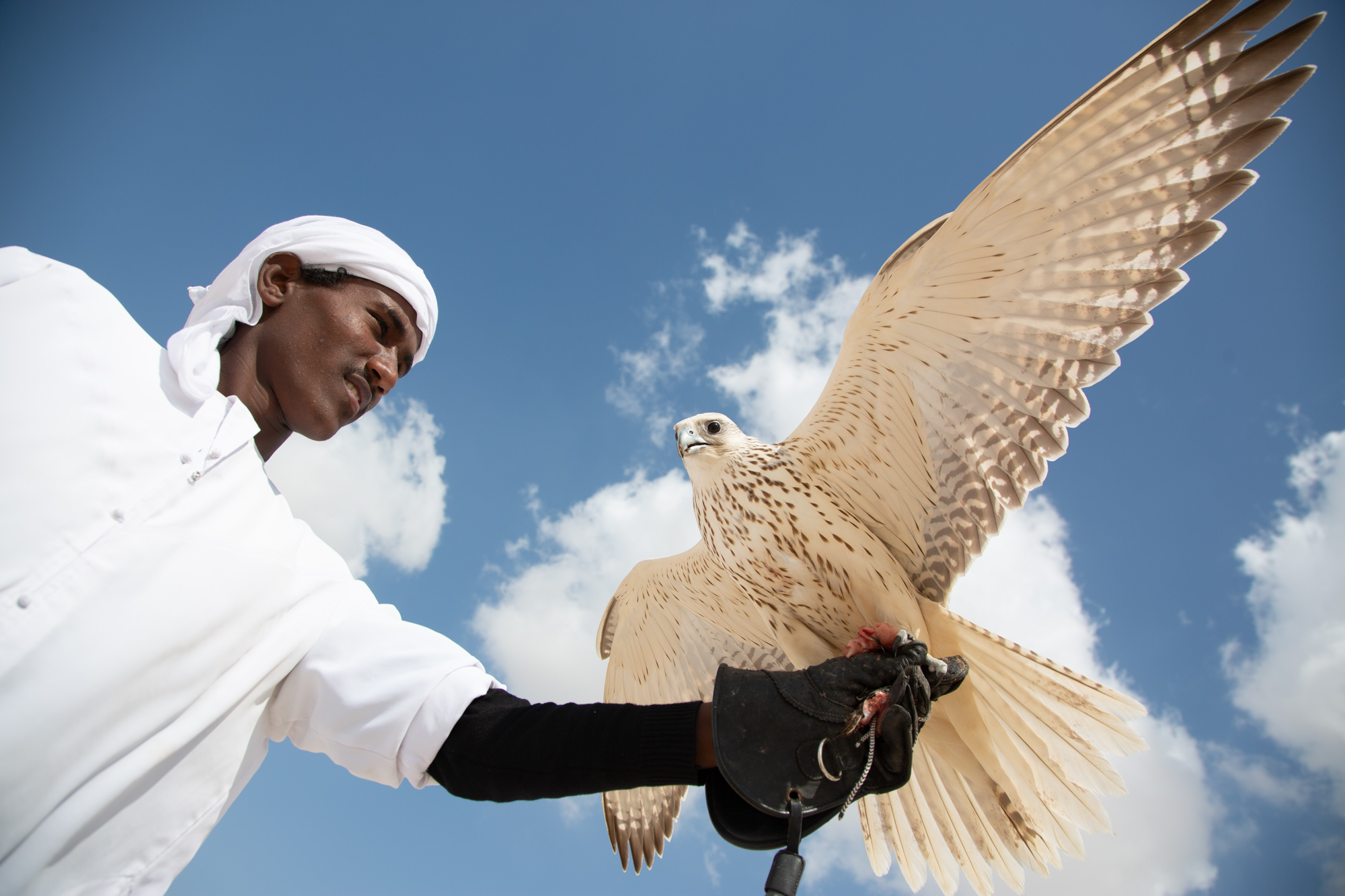Falcons in the UAE - Kiki Streitberger